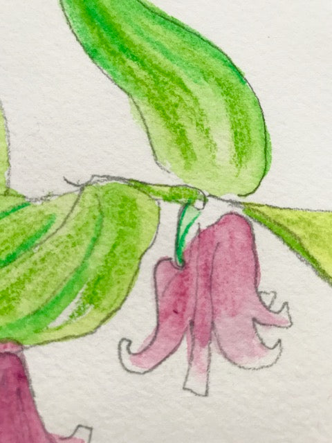 Botanical Drawing: Eastern Rose Twisted Stalk