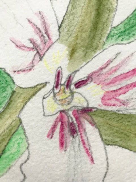 Botanical Drawing: Painted Trillium