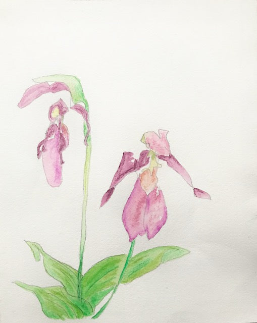 Botanical Sketch: Lady Slipper