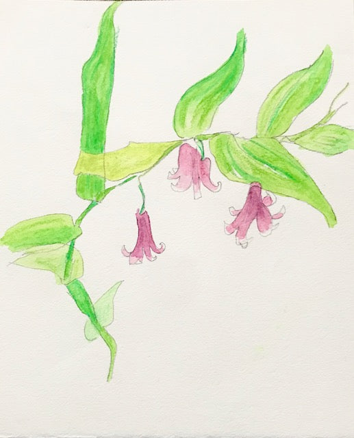 Botanical Drawing: Eastern Rose Twisted Stalk