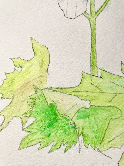 Botanical Drawing: Two-Leaved Toothwart