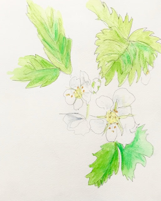 Botanical Drawing: Wild Strawberry