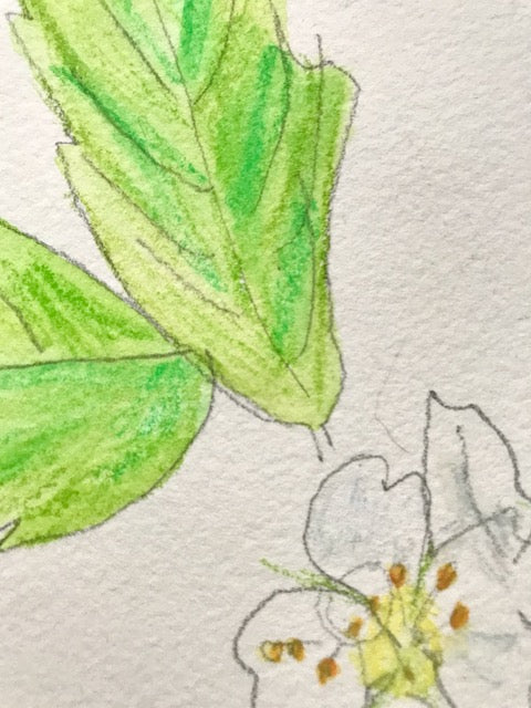 Botanical Drawing: Wild Strawberry