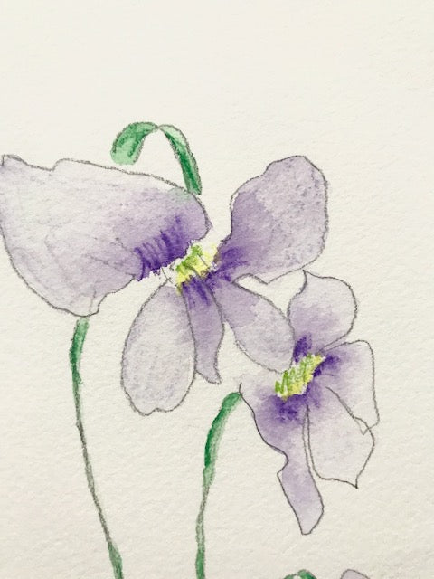 Botanical Drawing: Tufted Blue Violet