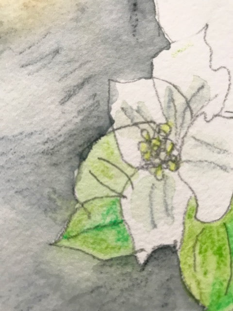 Botanical Drawing: Bunchberry