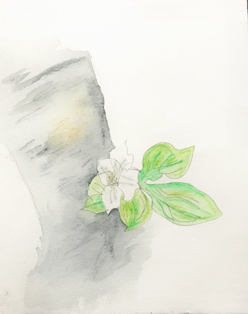 Botanical Drawing: Bunchberry
