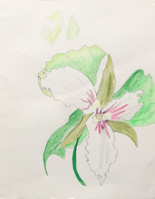 Botanical Drawing: Painted Trillium
