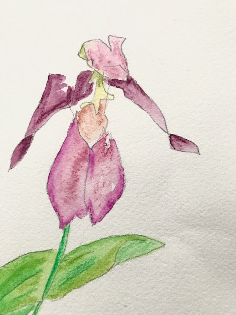Botanical Sketch: Lady Slipper