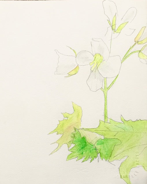 Botanical Drawing: Two-Leaved Toothwart