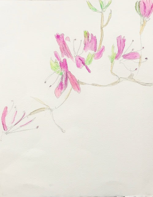 Botanical Drawing: Rhododendron