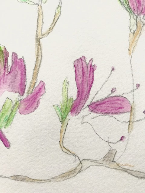Botanical Drawing: Rhododendron