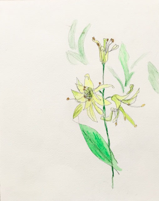Botanical Drawing: Corn Lily