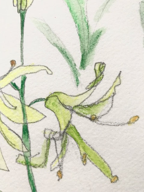 Botanical Drawing: Corn Lily