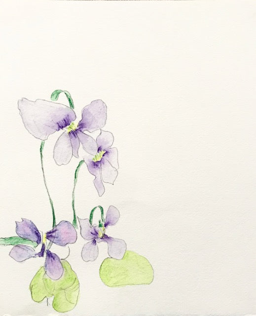 Botanical Drawing: Tufted Blue Violet